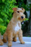 ABSOLUTE DOLCE VITA LAKELAND TERRIER - Lakeland Terrier