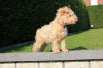 Lakeland Terrier KENZO - Lakeland Terrier