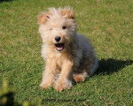 Lakeland Terrier KENZO - Lakeland Terrier