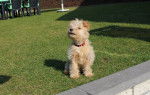 Lakeland Terrier KENZO - Lakeland Terrier