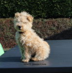 Lakeland Terrier KENZO - Lakeland Terrier