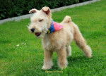 Lakeland Terrier KENZO - Lakeland Terrier