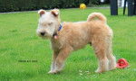 Lakeland Terrier KENZO - Lakeland Terrier