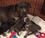 Newborn babies - Lakeland Terrier (1 mois)