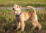 Photo Lakeland Terrier