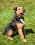 Photo Lakeland Terrier