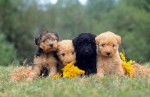Photo Lakeland Terrier