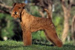 Photo Lakeland Terrier