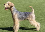 Photo Lakeland Terrier