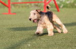 Photo Lakeland Terrier