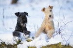 Photo Lakeland Terrier