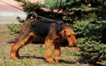 Photo Lakeland Terrier