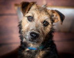 Photo Lakeland Terrier
