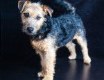Photo Lakeland Terrier