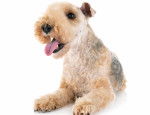 Photo Lakeland Terrier