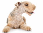 Photo Lakeland Terrier