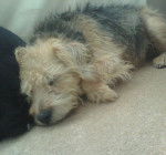 Smudge - Lakeland Terrier Mâle (6 ans)