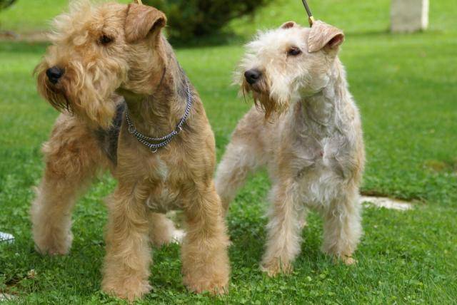 Lakeland terrier Absolute dolce vita - Lakeland Terrier