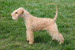 Photo Lakeland Terrier