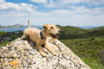 Photo Lakeland Terrier