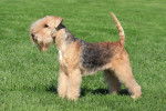 Photo Lakeland Terrier