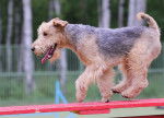 Photo Lakeland Terrier