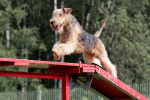 Photo Lakeland Terrier