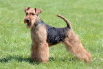 Photo Lakeland Terrier