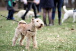 Photo Lakeland Terrier