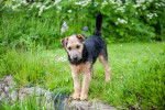 Photo Lakeland Terrier