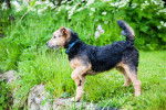 Photo Lakeland Terrier