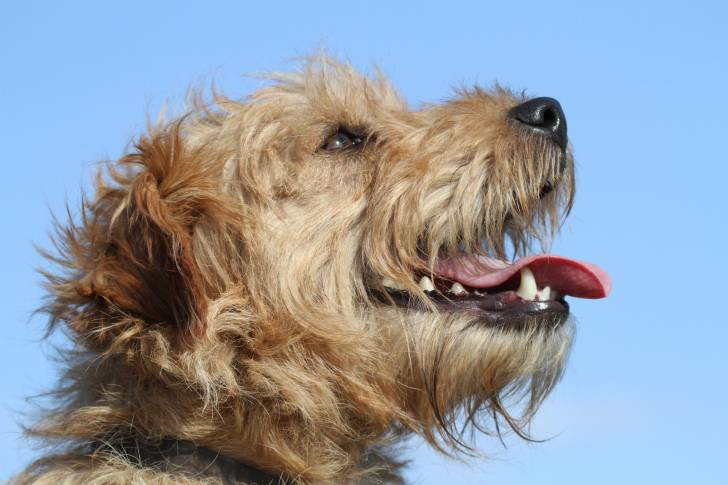 Photo Lakeland Terrier