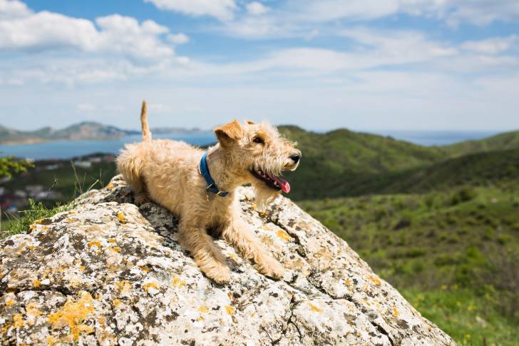 Photo Lakeland Terrier