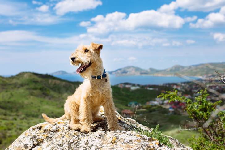 Photo Lakeland Terrier