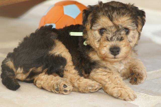 LAKELAND TERRIER ABSOLUTE DOLCE VITA - Lakeland Terrier