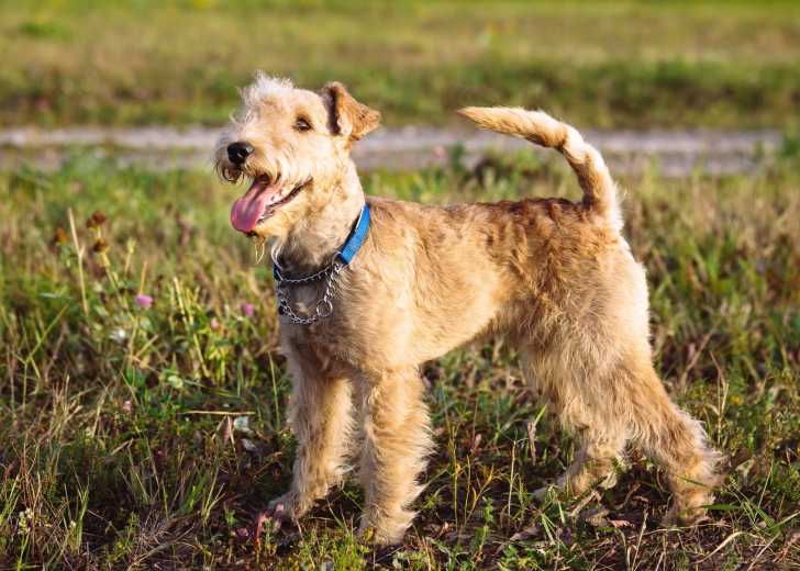 Le Lakeland Terrier