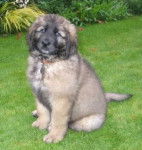 un chiot Leonberg