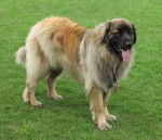 Yoki - Leonberg (2 ans)