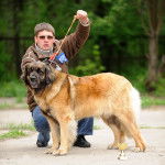 un Leonberg promené par son maître 