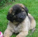 un chiot Leonberg