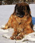 un Leonberg dans la neige
