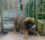 Ioreck bébé - Leonberg Mâle (3 mois)