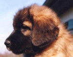 Le visage d'un chiot Leonberg