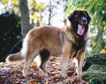 Un Leonberg tirant la langue en forêt