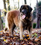 Un Leonberg en forêt
