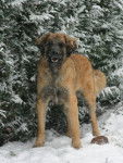 un Leonberg sous la neige