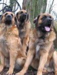 trois Leonberg assis