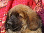 un chiot Leonberg assoupi