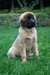 un jeune Leonberg assis dans l'herbe 