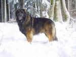 un Leonberg dans la neige